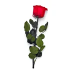 Preserved Red Rose Stem