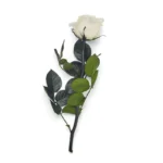 Preserved White Rose Stem